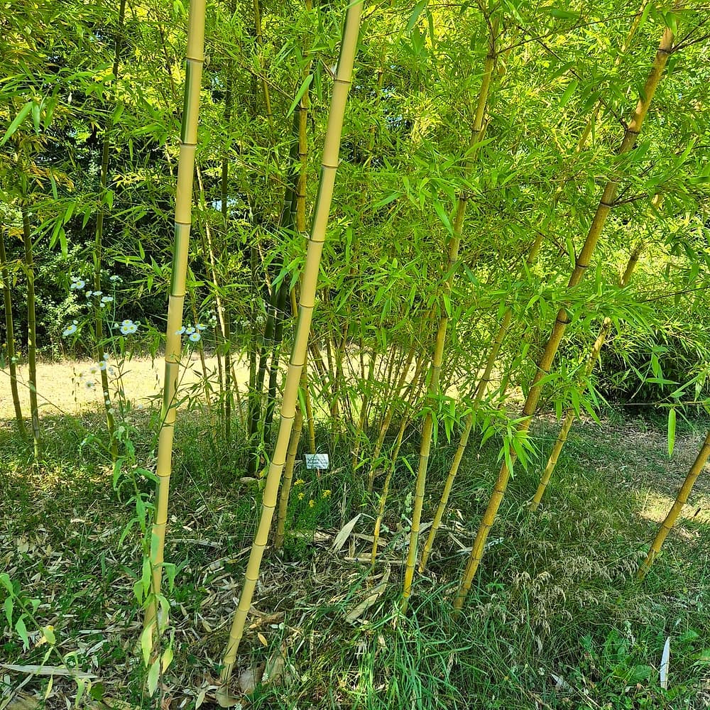 Bambou vivax