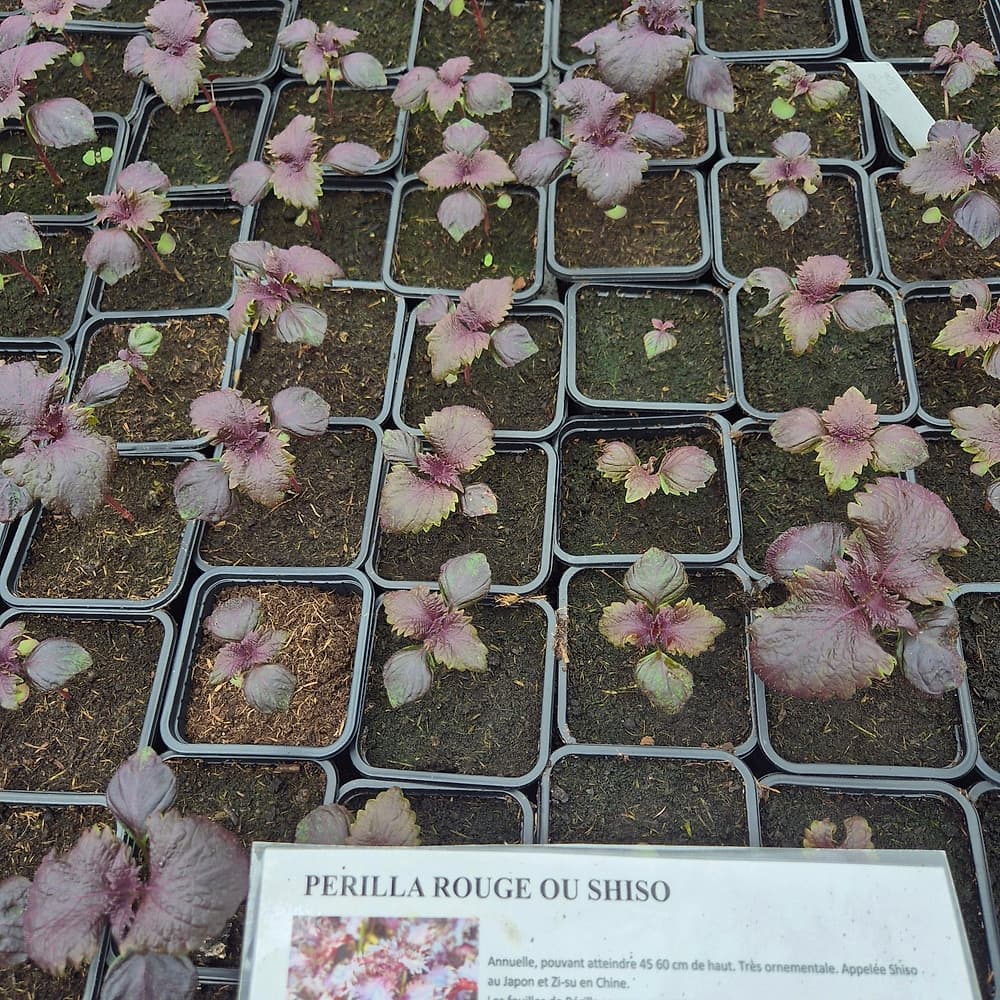 Perilla rouge