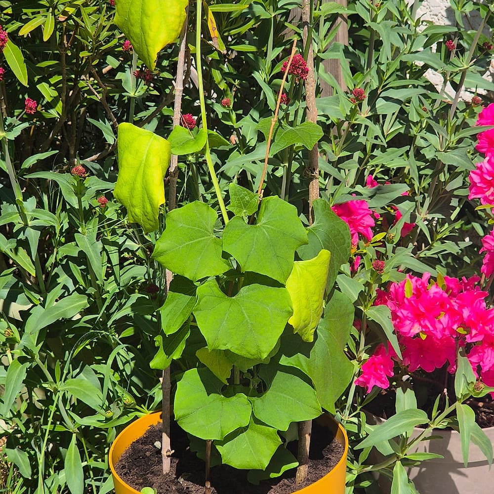 Chayote (Christophine)
