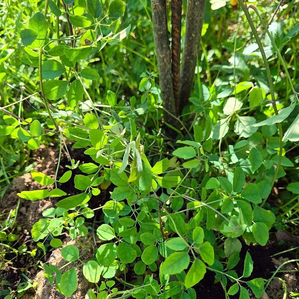 Akébie à cinq feuilles