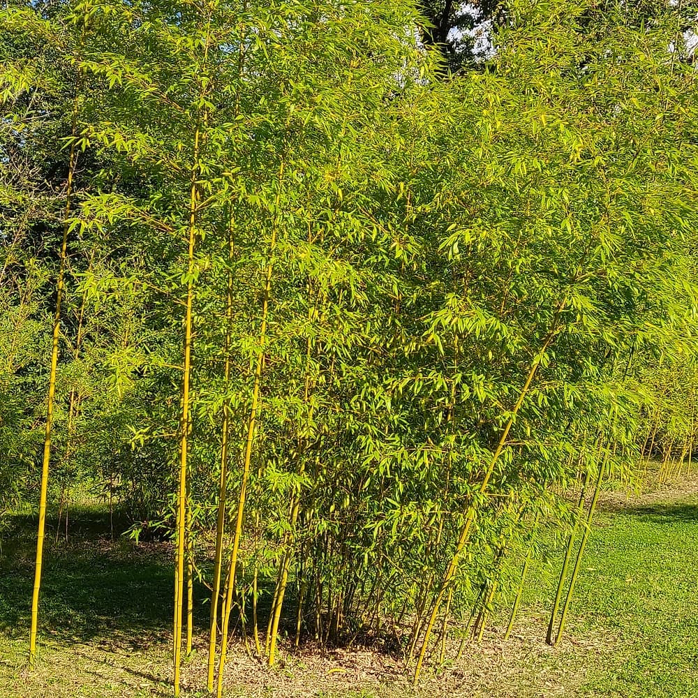 Bambou irisé