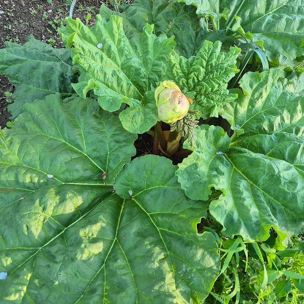 Rhubarbe