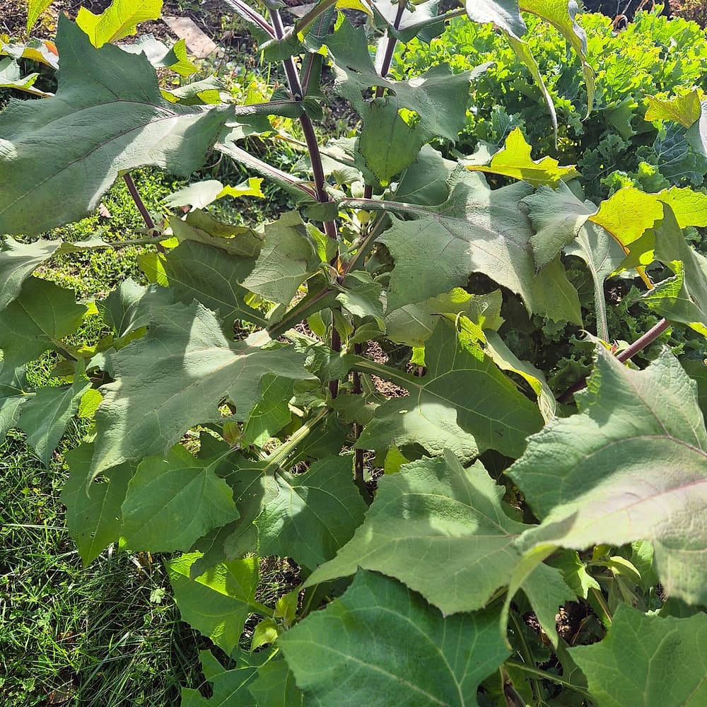 Poire de terre (Yacón)