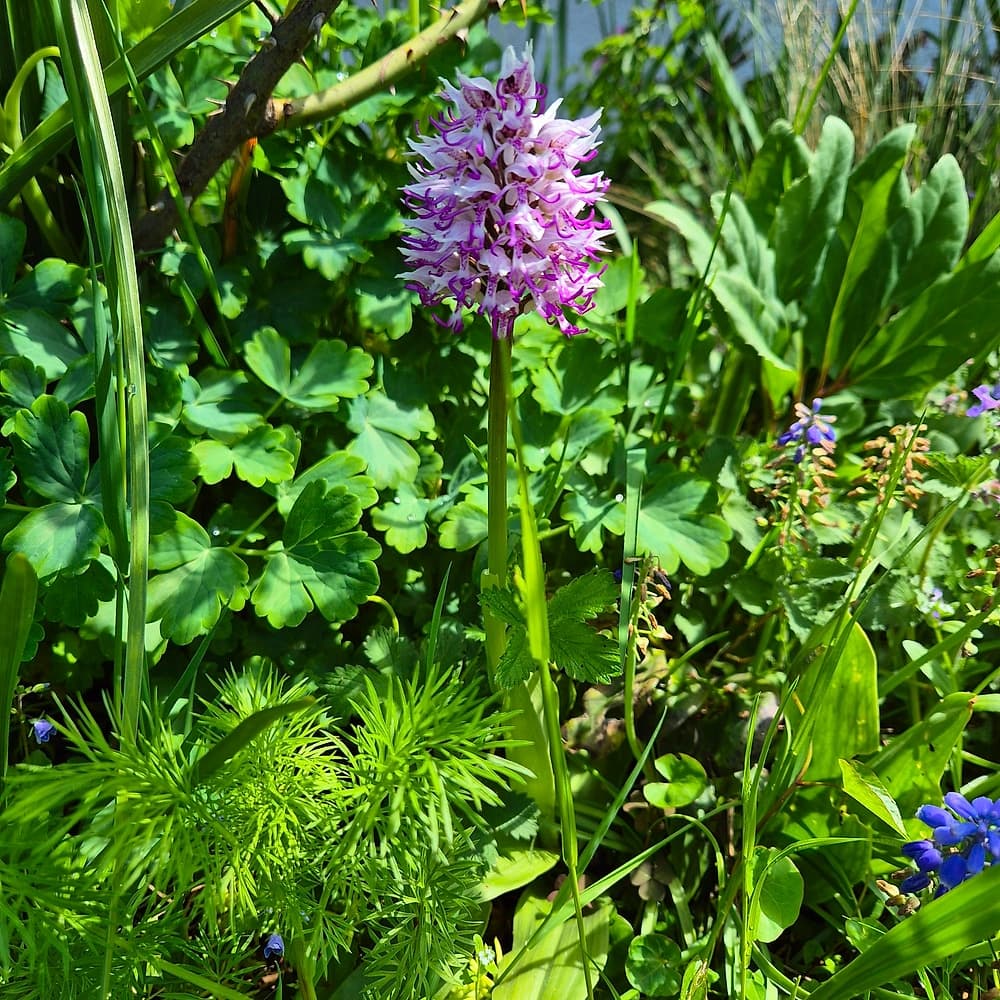 Orchidée singe