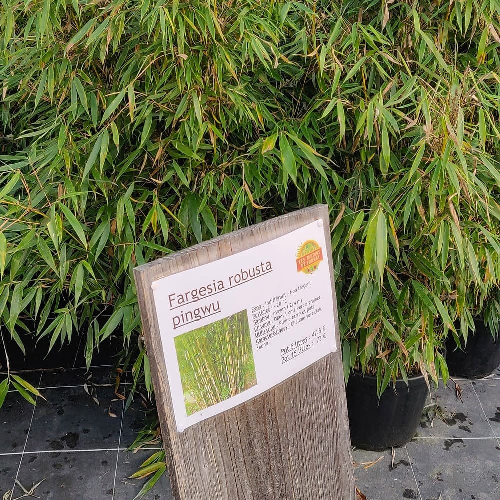 Bambou robuste
