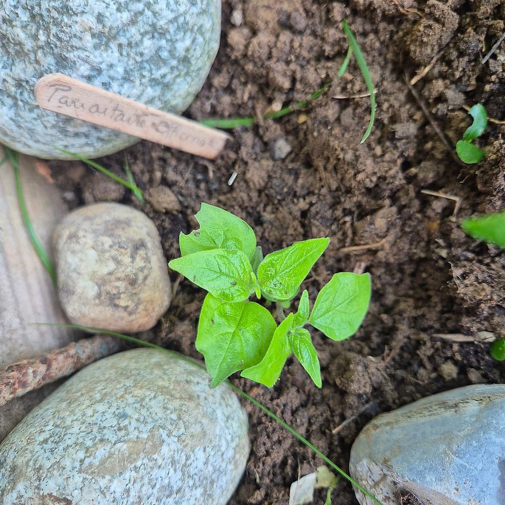 Pariétaire officinale
