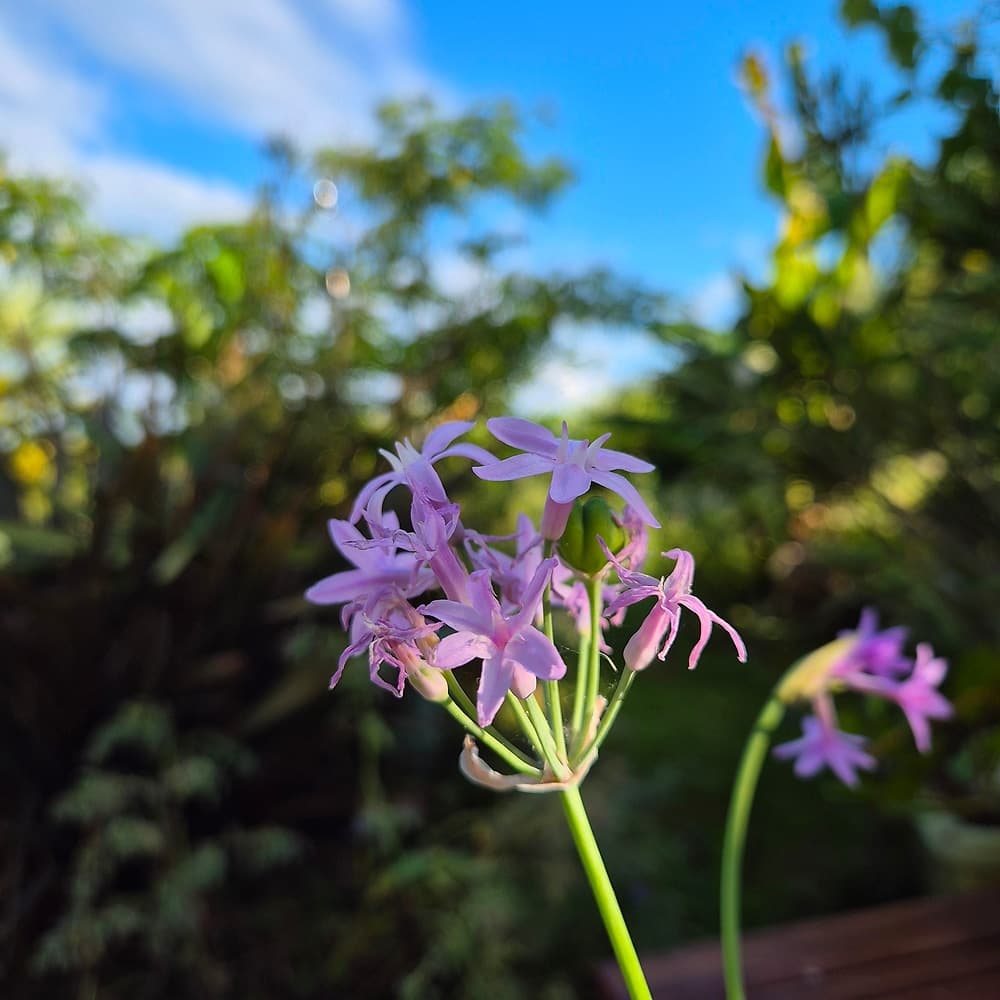Tulbaghie violette