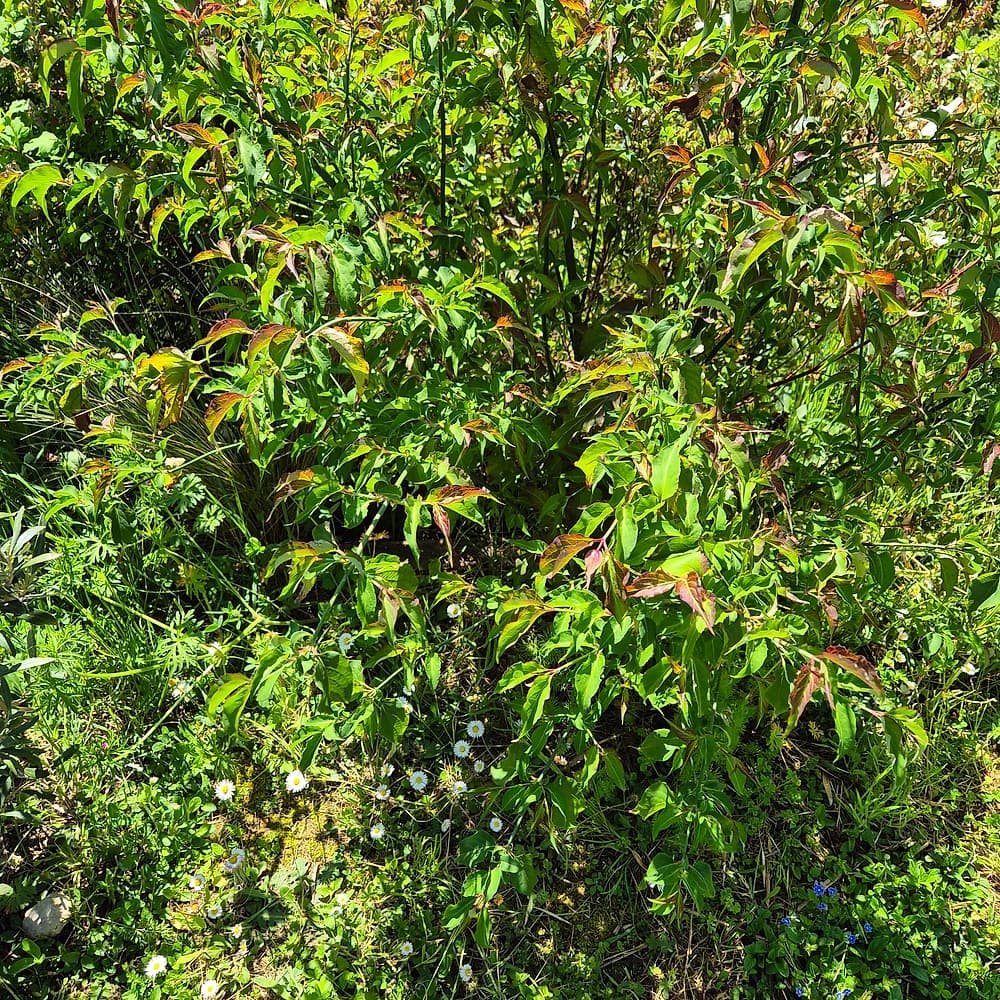 Arbre aux faisans