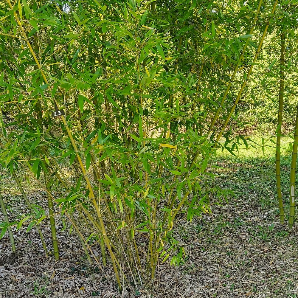 Bambou sucré