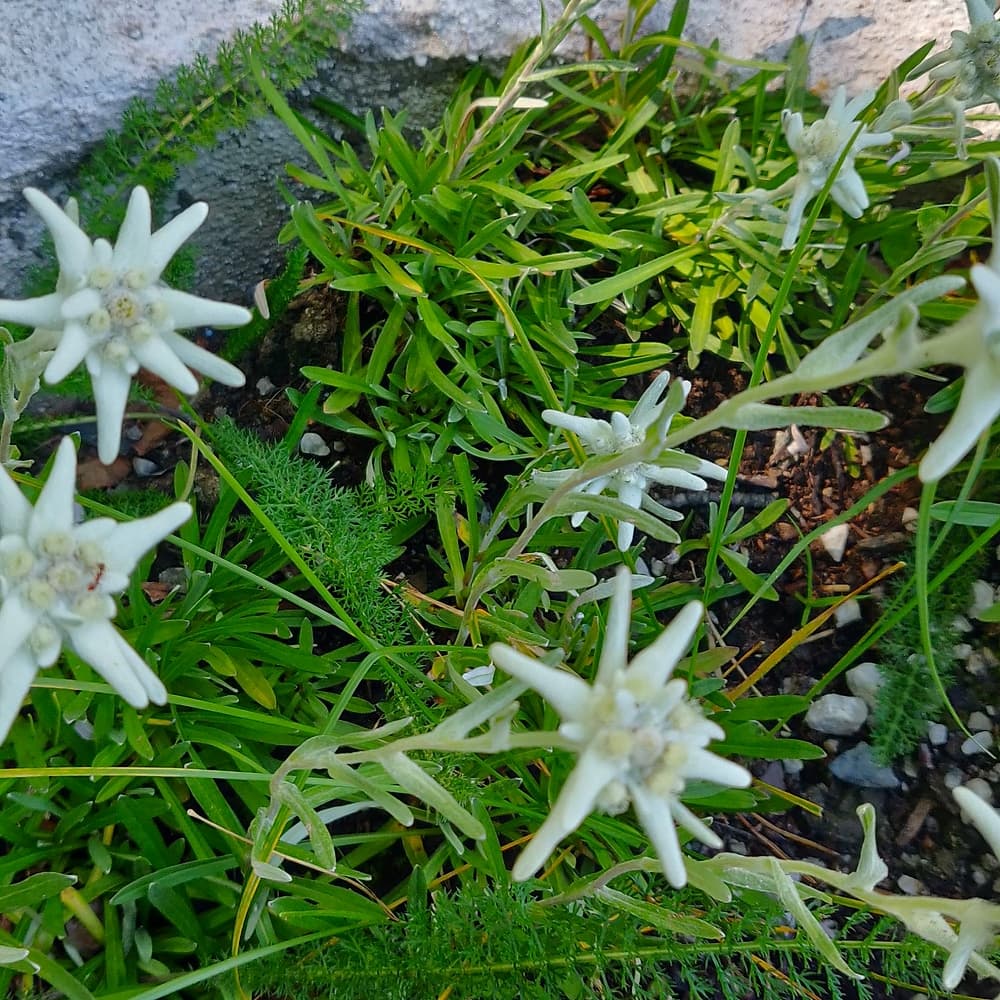 Edelweiss