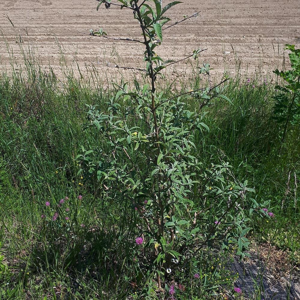 Buddleia