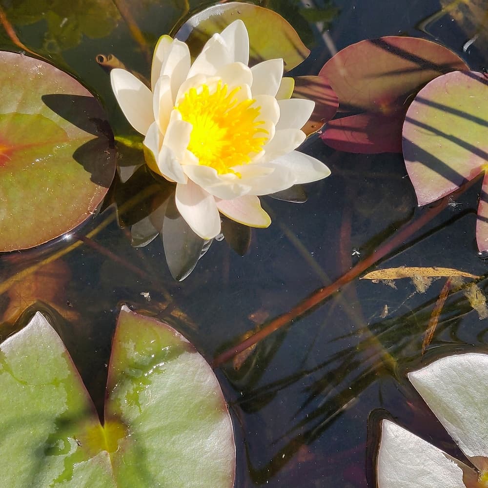 Nénuphar blanc