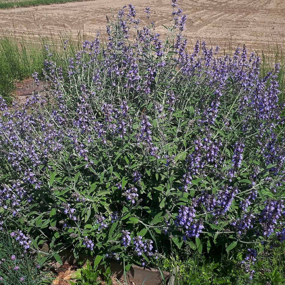 Sauge officinale