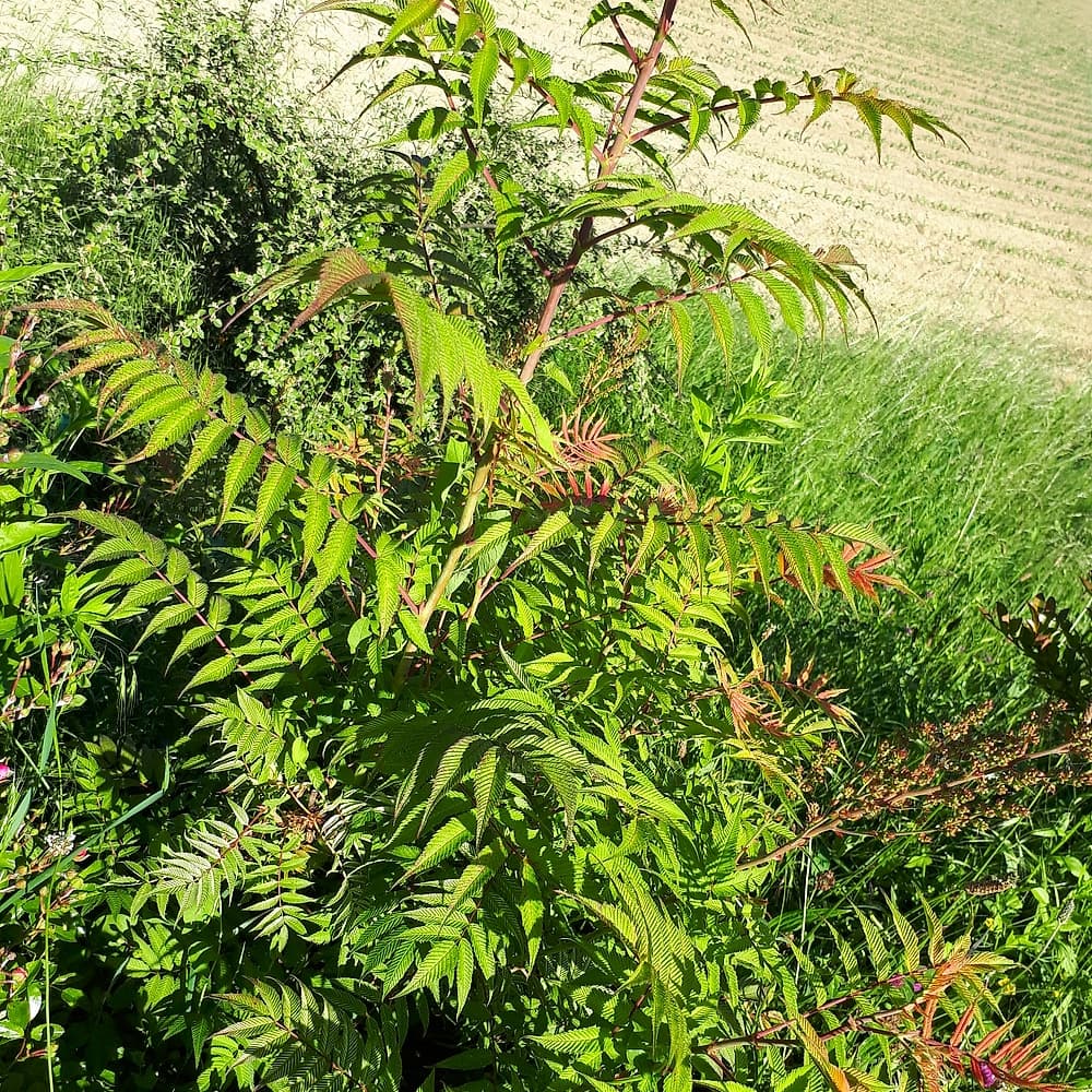 Spirée faux sorbier
