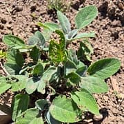 Sauge officinale 