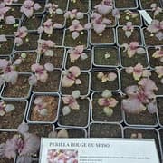 Perilla rouge