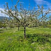 Reinette grise CP