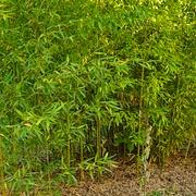 050 Phyllostachys Aurea