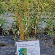 Phyllostachys aureosulaca aureocaulis