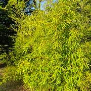 027 Phyllostachys Yunhoensis