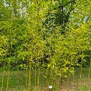 030 Phyllostachys Violescens
