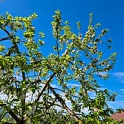 Pommier Querina GS 1