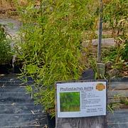 Phyllostachys aurea