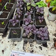 Basilic pourpre
