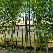 045 Phyllostachys Huangwenzhu