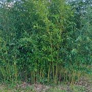 079 Phyllostachys Aureosultaca Alata