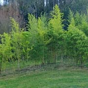 050 Phyllostachys Aurea