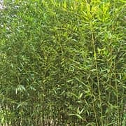 005 Phyllostachys Aurita