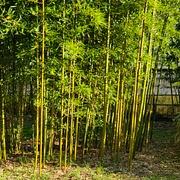 046 Phyllostachys Praecox