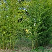 001 Phyllostachys Nigra Boryana