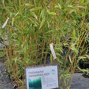 Phyllostachys aureosultaca alata