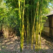 044 Phyllostachys Vivax Aureocaulis