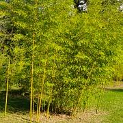 028 Phyllostachys Iridescens