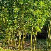 040 Phyllostachys Vivax Jantonging