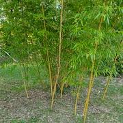 024 Phyllostachys Vivax Huangwenzhu Inversa