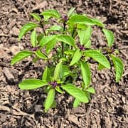 Basilic Sacré Tulsi