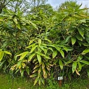 039 Yushania Linearis