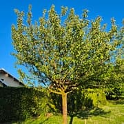 Pommier Croison de Boussy MS