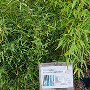 Phyllostachys aureosultaca spectabilis