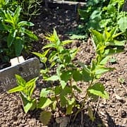 Agastache