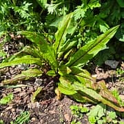 Oseille sanguine