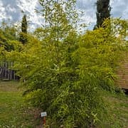 065 Phyllostachys Bambusoides Albovariegata