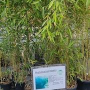 Phyllostachys bissetii