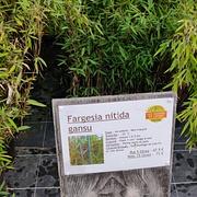 Fargesia nitida gansu