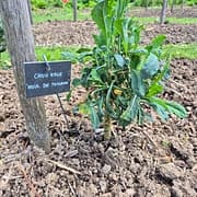 Chou kale "noir de Toscane"