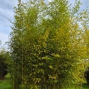 036 Phyllostachys Viridis "Robert Young"